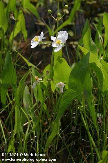 Sagittaria latifolia