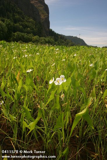Sagittaria latifolia