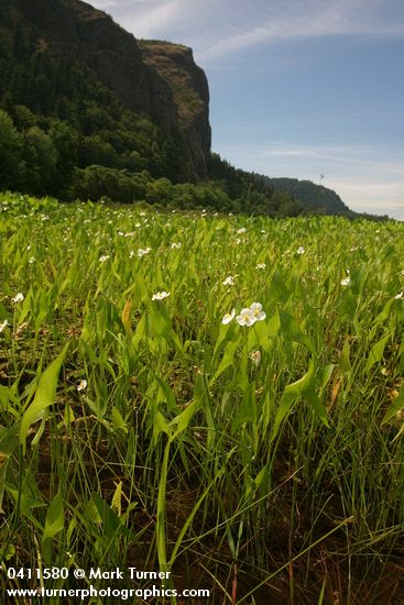 Sagittaria latifolia