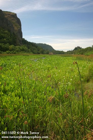 Sagittaria latifolia