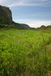Broad-leaf Arrowhead & rushes in marsh, wide view