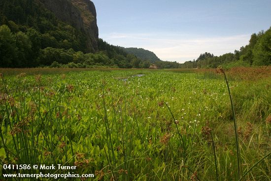 Sagittaria latifolia