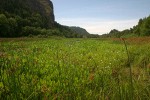 Broad-leaf Arrowhead & rushes in marsh, wide view