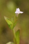 Commmon False Pimpernel blossom & foliage detail