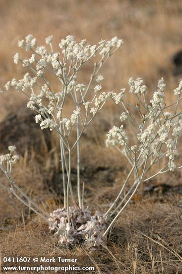 Eriogonum strictum var. proliferum