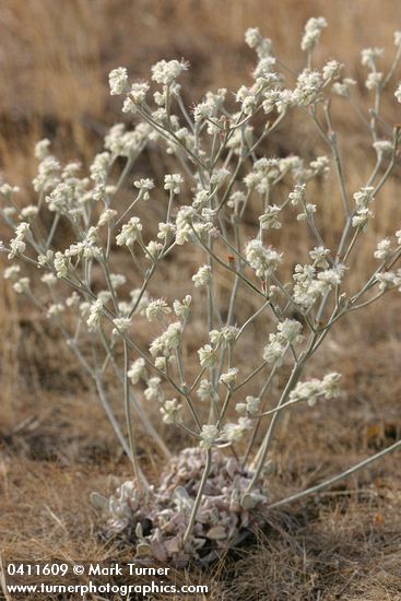 Eriogonum strictum var. proliferum