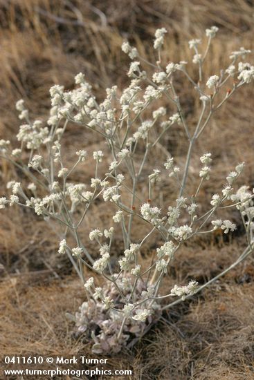 Eriogonum strictum var. proliferum
