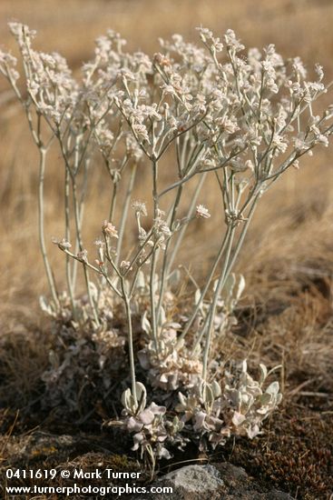 Eriogonum strictum var. proliferum