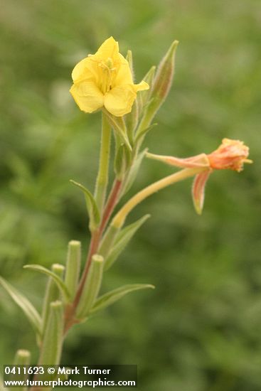 Oenothera villosa