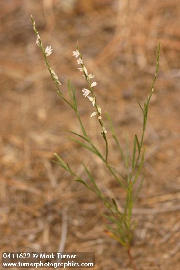 Polygonum douglasii ssp. majus