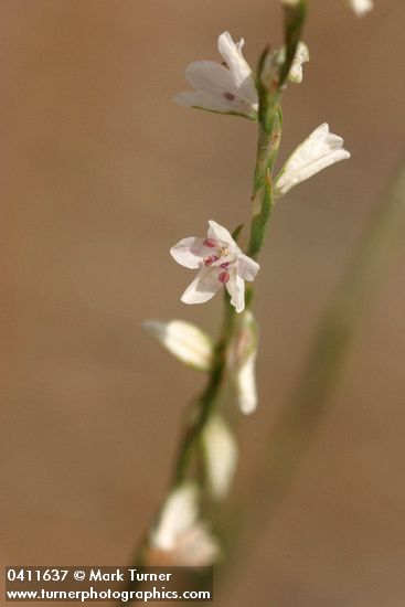 Polygonum douglasii ssp. majus