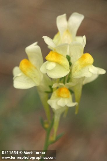 Linaria vulgaris