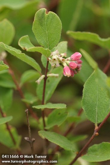Symphoricarpos mollis
