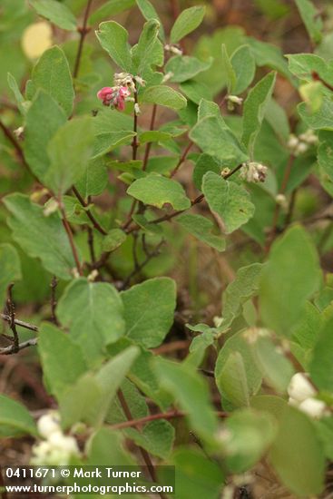 Symphoricarpos mollis