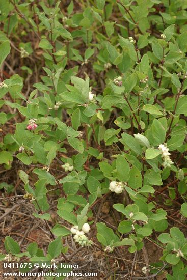 Symphoricarpos mollis