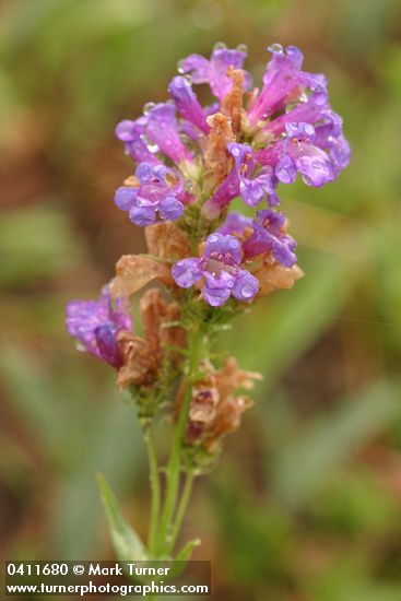 Penstemon euglaucus