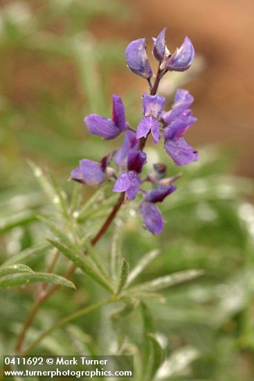Lupinus alpicola