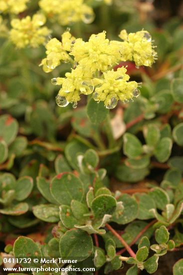 Eriogonum umbellatum var. majus (E. u. var. subalpinum)