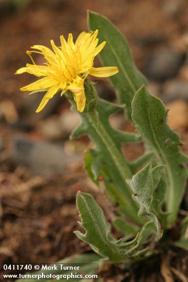 Nothocalais alpestris (Microseris alpestris)