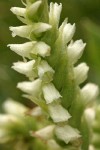 Western Ladies Tresses blossoms detail