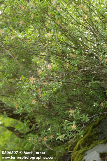 Elliottia pyroliflorus (Cladothamnus pyroliflorus)