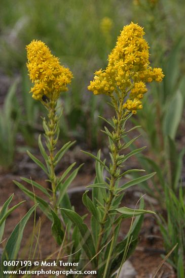 Solidago simplex