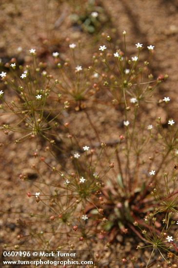 Androsace septentrionalis