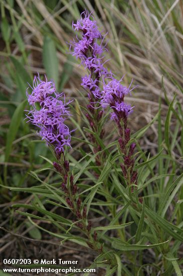 Liatris punctata