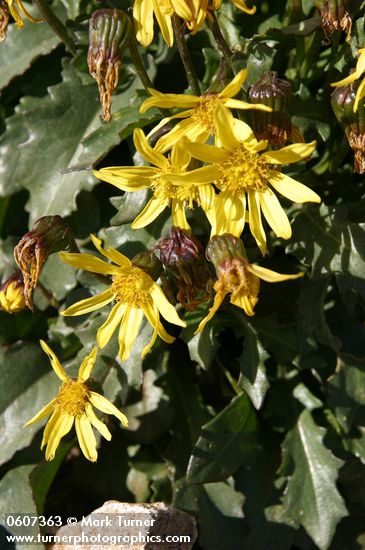 Senecio taraxacoides