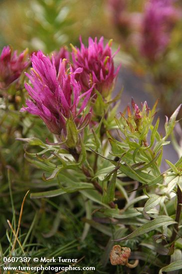 Castilleja haydenii