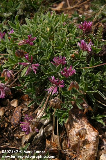 Trifolium dasyphyllum