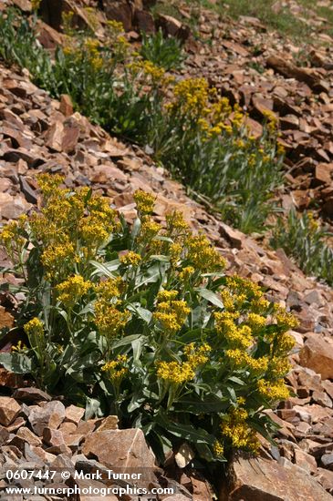 Senecio atratus