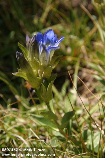 Gentiana parryi