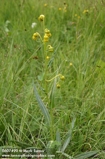 Senecio bigelovii