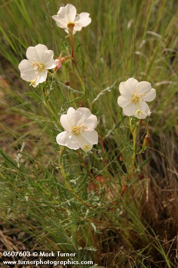 Oenothera albicaulis