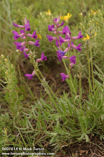 Oxytropis lambertii