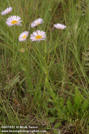 Erigeron formosissimus