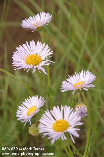 Erigeron formosissimus