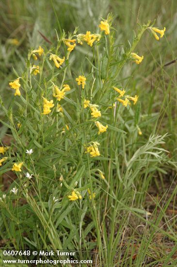 Lithospermum multiflorum