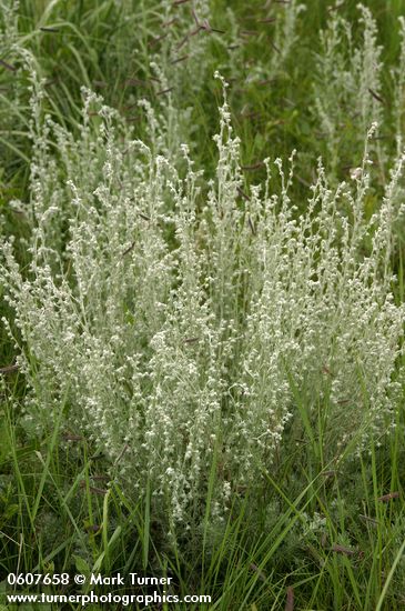 Artemisia frigida