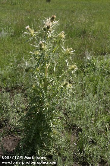 Cirsium ochrocentrum