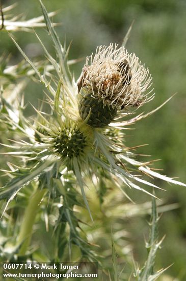 Cirsium ochrocentrum