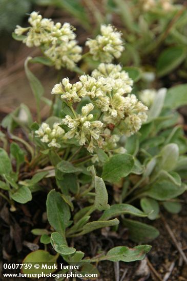 Eriogonum jamesii