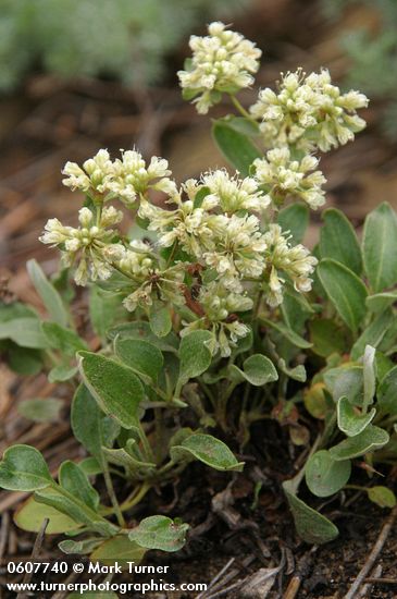 Eriogonum jamesii