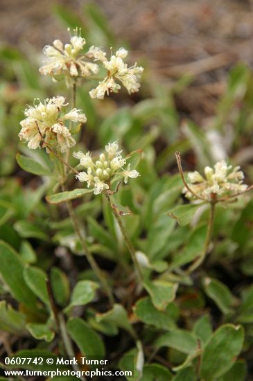 Eriogonum jamesii