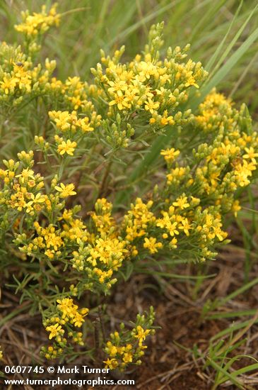 Gutierrezia sarothrae