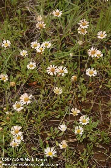 Erigeron flagellaris