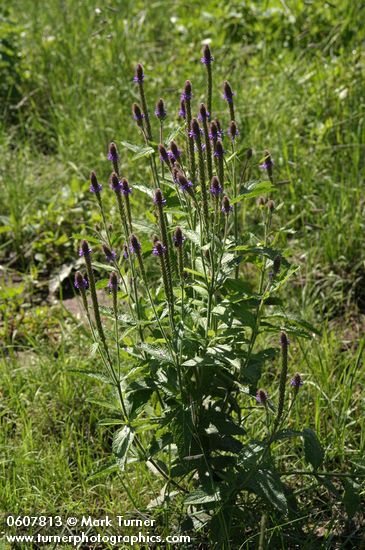 Verbena macdougalii