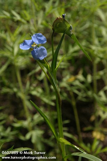 Commelina dianthifolia