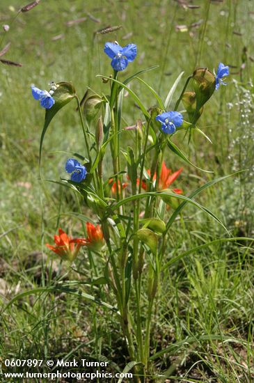 Commelina dianthifolia; Castilleja sp.